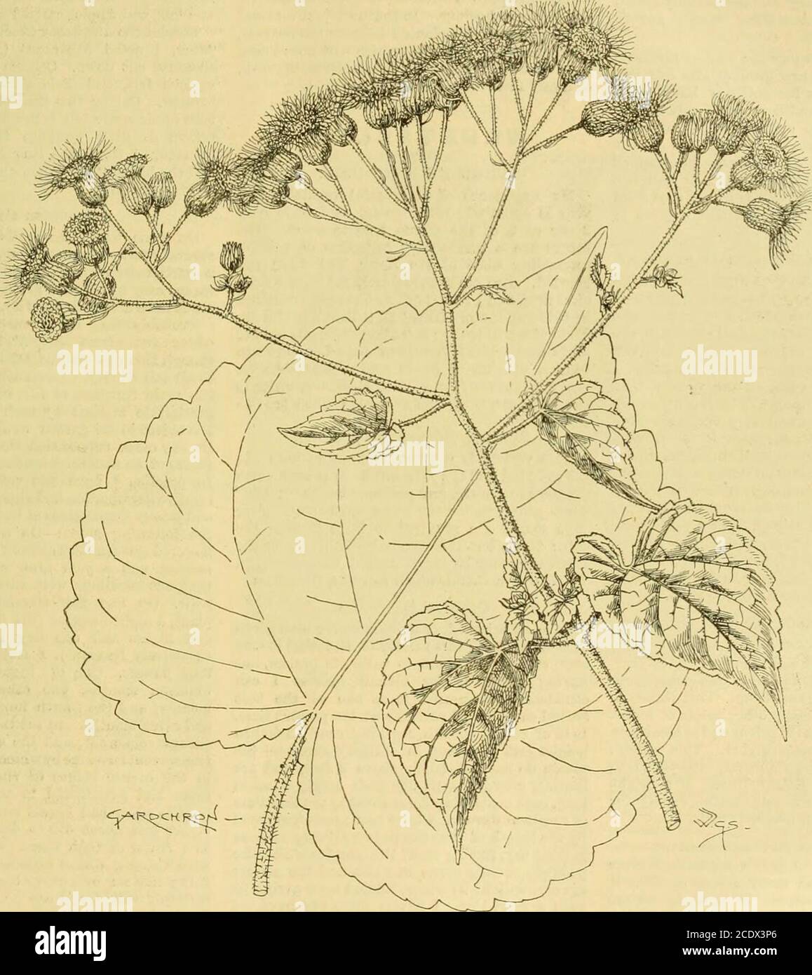 . Die Gärtner-Chronik : eine wöchentlich illustrierte Zeitschrift des Gartenbaus und verwandter Themen . E Blätter, abwechselnd ^angeordnet, sind gefiedert, tbout 1 Fuß lang, mit 4f bis 6J Paare von Flugblättern. Pflanzen als das englische Klima, und als thePicrasma überlebte den Winter von 1894-95 bei Kew, kann es vernünftigerweise als winterhart. Aber ob es in diesem Land die oben beschriebene herbstliche Bautyerwerben wird, ist zweifelhaft. Häufige Missverständlichkeit hat dazu geführt, dass wir in dieser Angelegenheit nicht zu viel erwarten. Tfr. J. Bean. EUPATORIUM PETIOLARE. Unsere Illustration bei Abb. 08 stellt eine sehr schöne Eupatoriumsart dar, die bei gezeigt wird Stockfoto