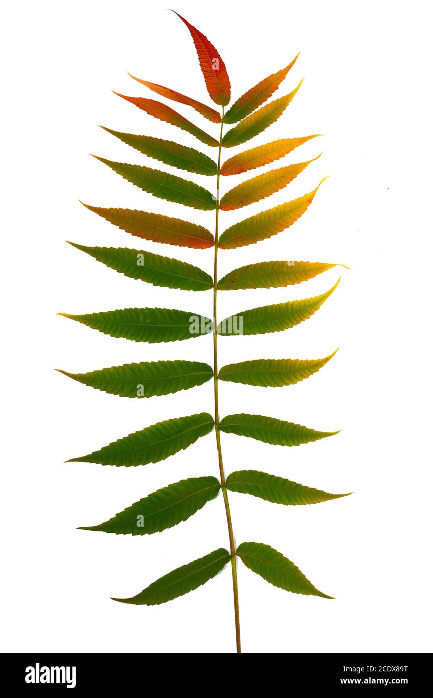 Herbst Zweig einer dekorativen sumac Baum mit bunten Blättern. Auf einem weißen Hintergrund. Vorlage für Designer Stockfoto Herbst Zweig einer dekorativen sumac Baum mit bunten Blättern. Auf einem weißen Hintergrund. Vorlage für Designer Stockfoto
