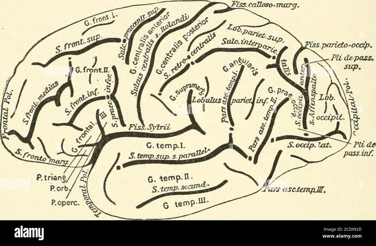 . Kirkes' Handbuch der Physiologie . rs-Verbindung mit unteren Teilen des Gehirns, die Basalkerne, die durch die Korpora 568 DAS NERVENSYSTEM striata, optische Thalami, etc. Die Struktur und Funktion dieser basalen Nukleien wurden bereits kurz gegeben, So können wir jetzt unsere Aufmerksamkeit auf den Cere-bralen Kortex richten. Struktur des zerebralen Cortex. Die Großhirnrinde bildet einen großen Teil der Masse des Großhirns, nämlich des gesamten Gehirns. Seine oberflächliche Erscheinung präsentiert eine Reihe von Graten und Falten, die Gyri und Sulci. Für die generale Bequemlichkeit haben Anatomen die zerebrale kort geteilt Stockfoto