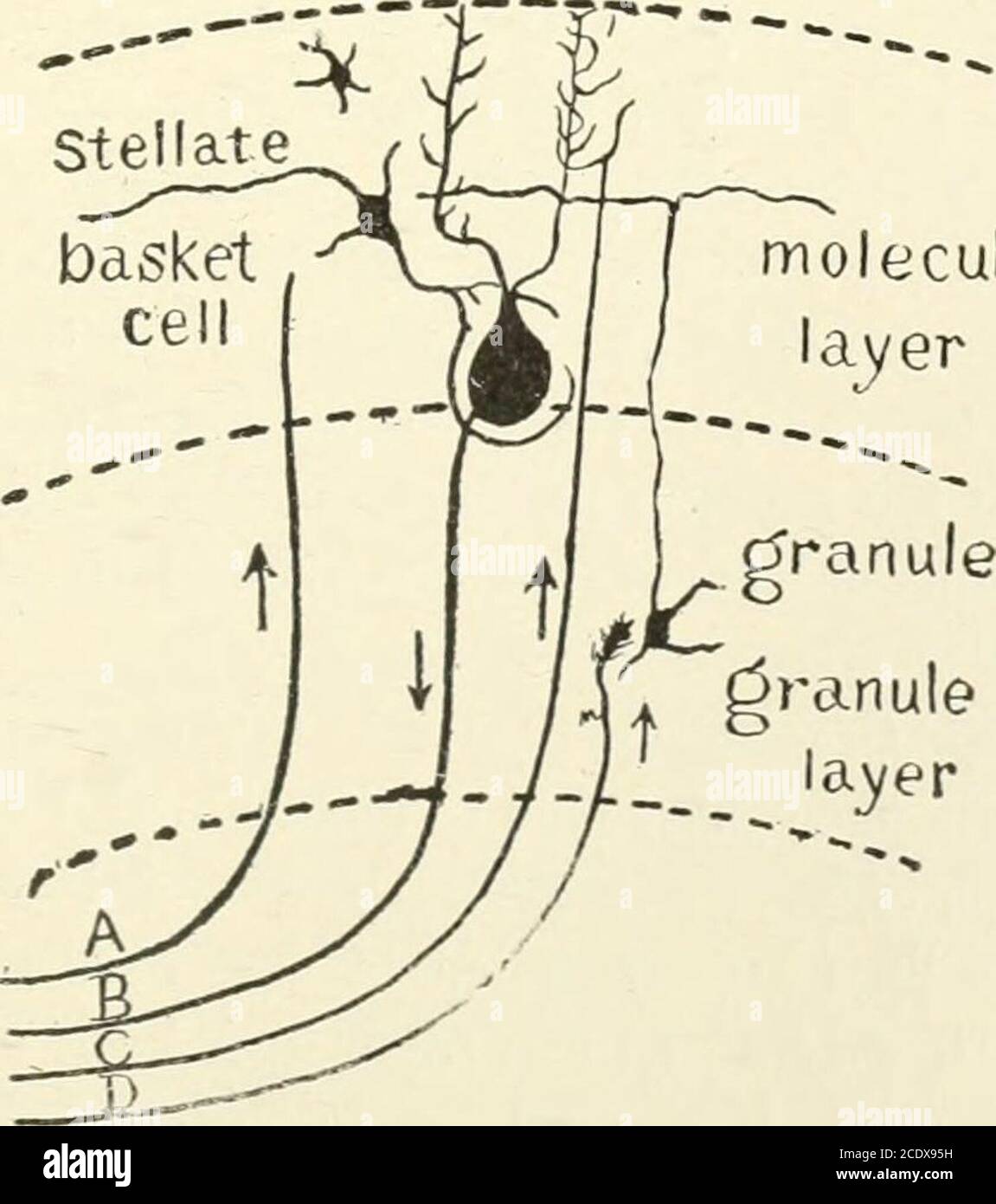 . Kirkes' Handbuch der Physiologie . Abb. 394. – Transverse Sektion durch ein zerebellares Folium (nach Kolliker). Behandelt mit der Golgi-Methode. P, Axone der Zelle von Purkinje; F, Moosfasern; K und K, Fasern aus weißem Kernoffolium, die in der molekularen Schicht in Verbindung mit den Dendriten der Zellen von Purkinje enden; M, einfache Zelle der molekularen Schicht; GR, Granulatzelle; GR1, Axone von Granulatzellen in molekularer Schicht transversal geschnitten; M, Korbzellen; ZK, Korbarbeit um die Zellen von Purkinje; GL, Neurogliacell; N, axone einer Assoziationszelle. Molekülschicht stellen. Abb. 395. – A, afferente Faser zu Stockfoto