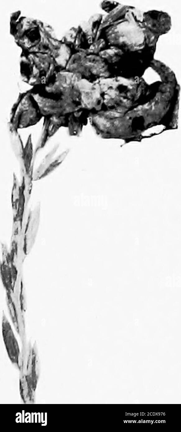 . Die Ustilagineae, oder smuts, von Connecticut. U. Schritt Form i. s. Fi.e- 55. P-. U. spliEerogena. U. utriculosa. U. Zea; -^^. Allgemeiner Index zu Band I. die Anzahl der Bulletins ist in Vollschrift, die Anzahl der Seiten in allgemeiner Form. Bulletin Nummern ohne Seitenzahlen werden für Autoren und Themen von Bulletins gegeben. Abrieb, Wirkung von, auf Ziegel, 4, 86.absorbierende Natur der fullers Erde, 4, 56.Acanthocystis, 2, 17.Acirieta, 2, 65.Actinobolus, 2, 40.Actinophrys, 2, 17, 18.Actinosphaerium, 2, 17.Adobe, 4, 21, 55, 56.^gyria, 2, 42.Agaricaceas 13, 3, 16. 19 48 Stockfoto