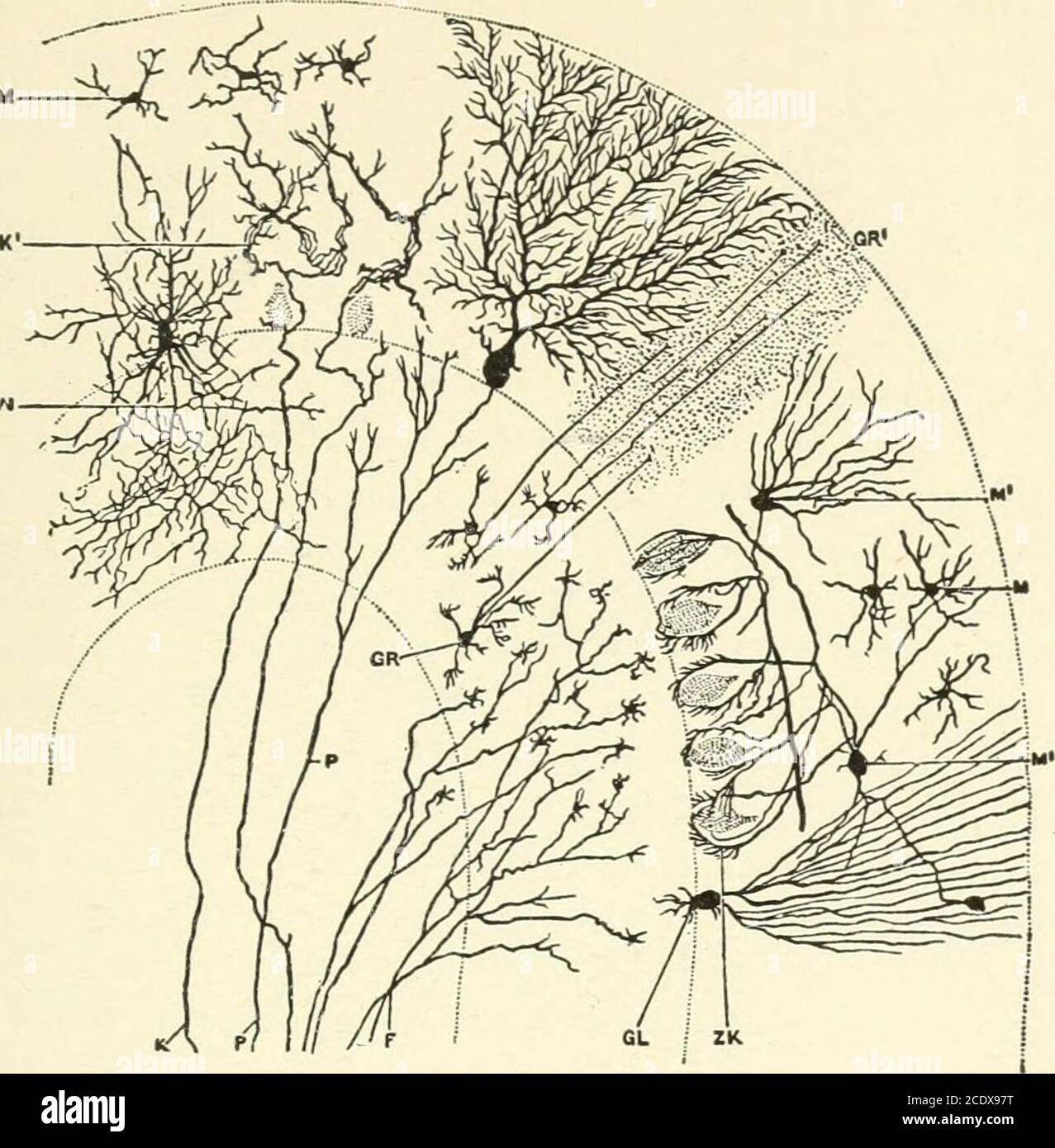 . Kirkes' Handbuch der Physiologie . Thits corpus dentatum; p, anteriore Pyramide. (Allen Thomson.) • speziell erwähnte Purkinjezellen und die Korbzellen. Die Zellen von pur-kinje liegen entlang des inneren Randes der Schicht und sind praktisch an der Grenze der molekularen und granularen Schichten. Sie messen 40 bis 60 ,Uin Durchmesser, und haben große, runde Kerne. Jede Zelle gibt eine ungeheure Anzahl von verzweigten Dendriten ab, die in Form eines Busches zur Oberfläche des Cere-Bellums hinauflaufen. Die Zellen von Purkinje geben an ihrer tieferen Oberfläche ein axone ab, das hinunter in das whit läuft Stockfoto