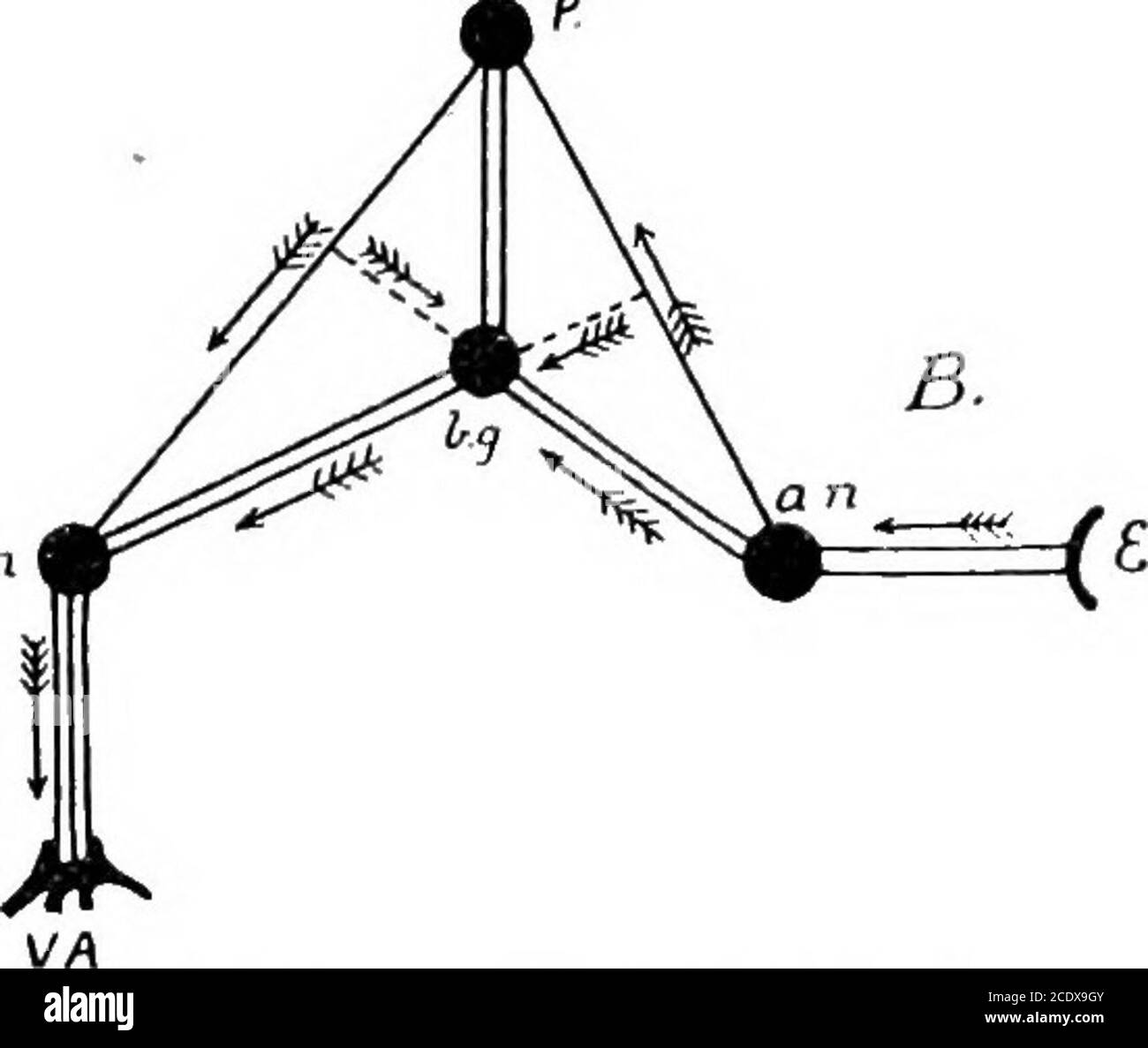 . Die Entwicklung und Funktion der lebendigen zweckmäßig Materie . Abb. 13.-(A) Vögel Gehirn. Po, Position der erregbaren Bereiche; CB, zerebrale bemi-Kugeln; cer, Kleinhirn; o//, olfaktorische Glühbirne; o/, Optiklappen. (2) stellt den Pfad dar, der von der Energie abgeleitet wird, die von E, Tlie Internal Ear wbich zu an, dem sensoryauditorischen Kern, und von dort zu bg, den basalen Ganglien, übergeht; von diesen Ganglien geht der Teil der freigesetzten Energie direkt zu mn, dem motorischen Kern der Muskeln, die VA, dem Stimmapparat, trampeln; Ein Teil der Energie von bg geht zu p, dem psychischen kortikalen Bereich, von dem sich die Energie ausdehnt Stockfoto