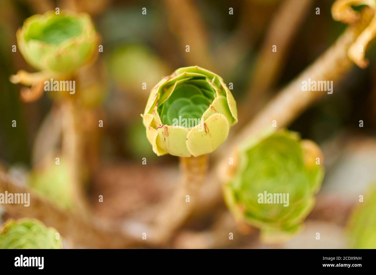 Nahaufnahme Detail einer jungen geschlossenen Rosette von Baum houseleek (Aeonium arboreum, Crassulaceae). Irische Rose. Sukkulente Pflanze. Subtropischer Substrauch. Stockfoto