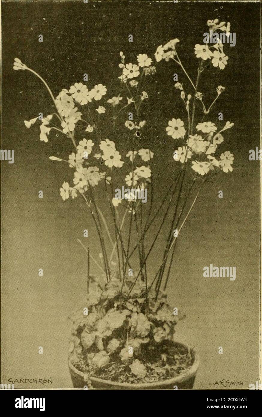 . Die Chronik der Gärtner : eine wöchentlich illustrierte Zeitschrift des Gartenbaus und verwandter Themen. Wer totallyglabrous (siehe Abb. L 196, S. 9) 20 DIE GÄRTNER-CHRONIK. [9. Januar 1904. Die inneren Segmente der Korona sind linear, obtuse, obtirend auf den Anthern und shorterthan diesen; auf ihrer Unterseite werden sie mit der äußeren Korona vereinigt. Dieser ist tassenförmig mit fünf Lappen, jeweils mit zwei kleinen rekurvierten Subulateteeth, einer rechts und links vom Innensegment. Diese kleine Caralluma gehört zu der Gruppe mit terminalen Doldenblüten aus dem SubgenusBoucerosia (K. Sch. in Engler und Pra Stockfoto