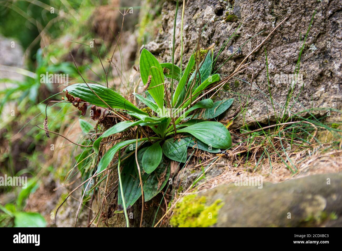 Spitzwegerich (Plantago lanceolata) Wächst in den Rissen zwischen den Steinen eines alten Burgruine Stockfoto