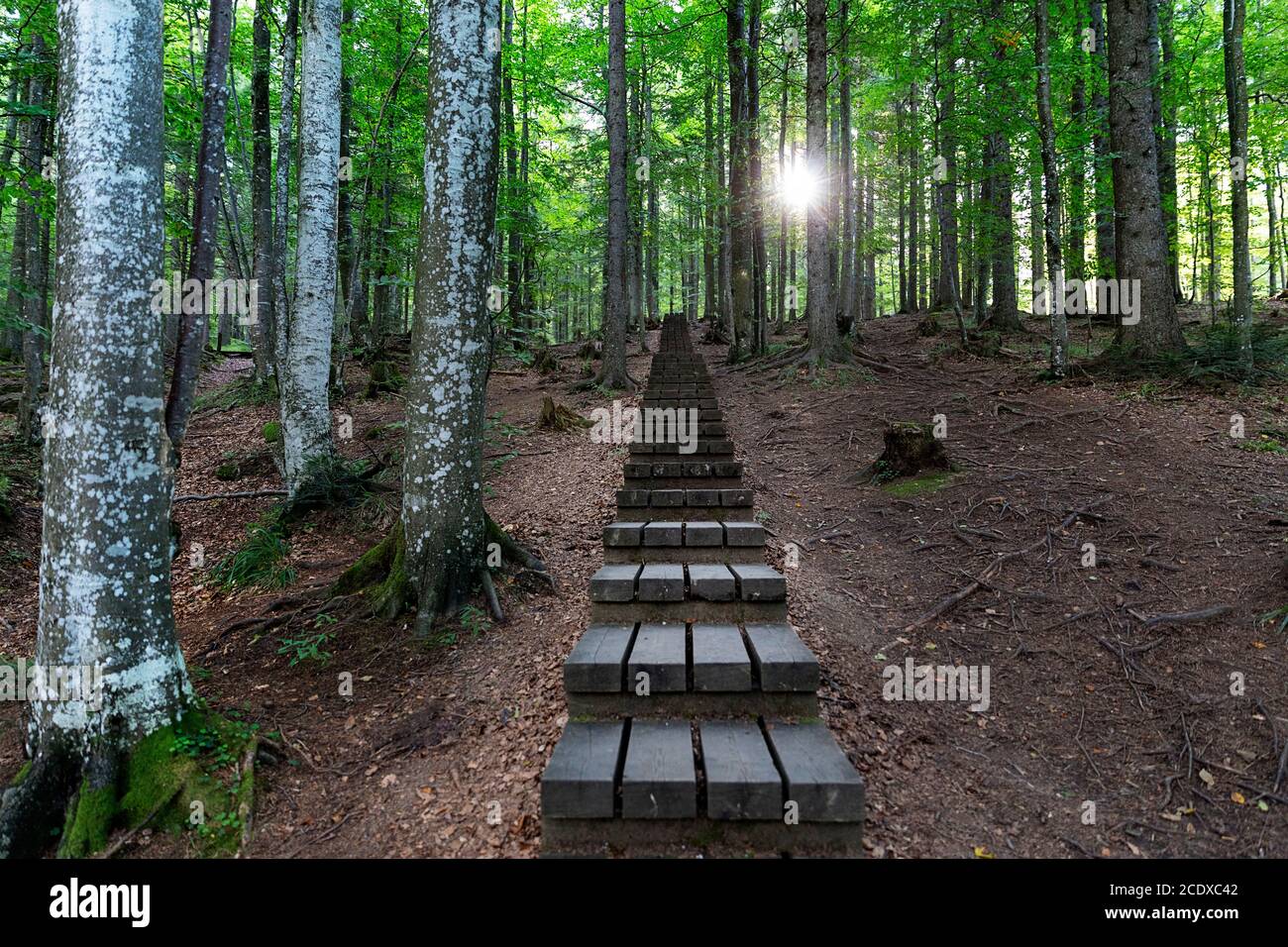 Waldpromenade Inmitten Von Bäumen Stockfoto