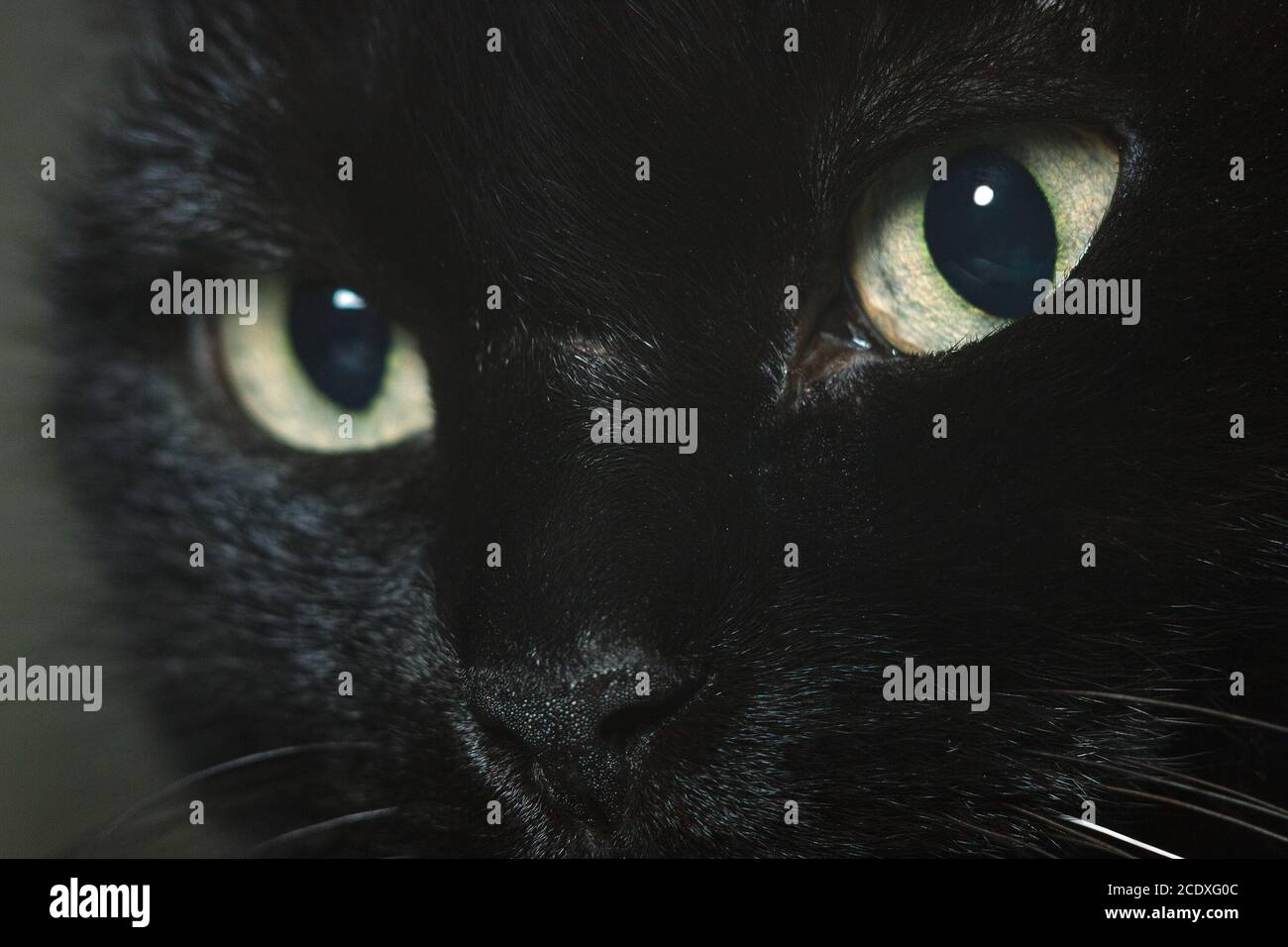 Gelbes Auge einer schwarzen Katze, Nahaufnahme Stockfoto