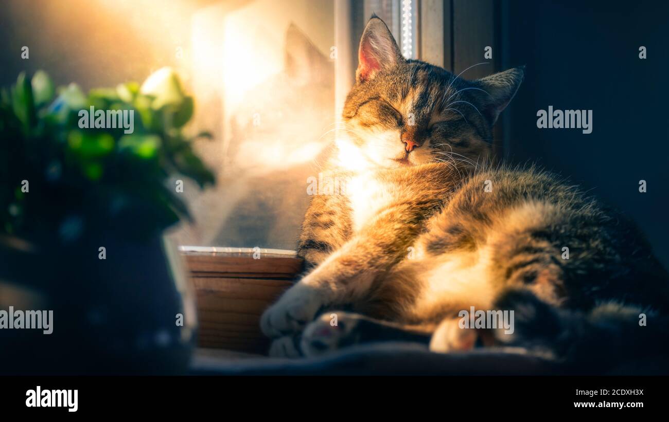 Mollige Katze schillt auf der Fensterbank im Sonnenstrahl. Träumen vom Frühling im Winter. Stockfoto