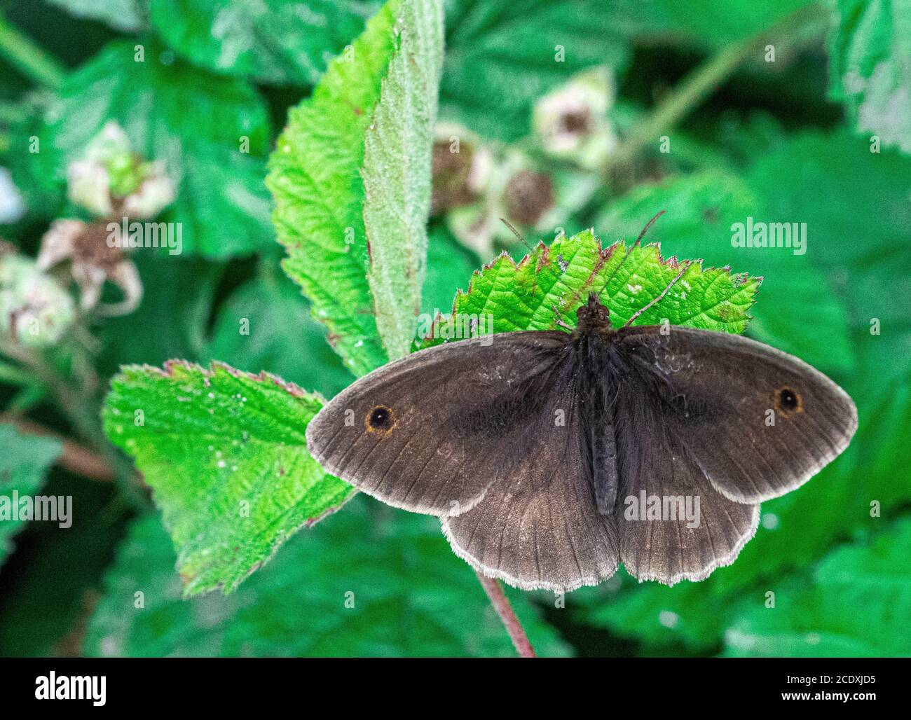 Meadow Brown - Maniola jurtina - close up Macro View Von braunen Schmetterling auf grünen Pflanzen niedrigen Ebene Textur Hintergrund Natur Stockfoto