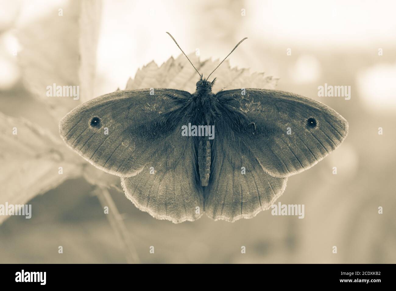 Meadow Brown - Maniola jurtina - close up Macro View Von braunen Schmetterling auf grünen Pflanzen niedrigen Ebene Textur Hintergrund Natur Stockfoto