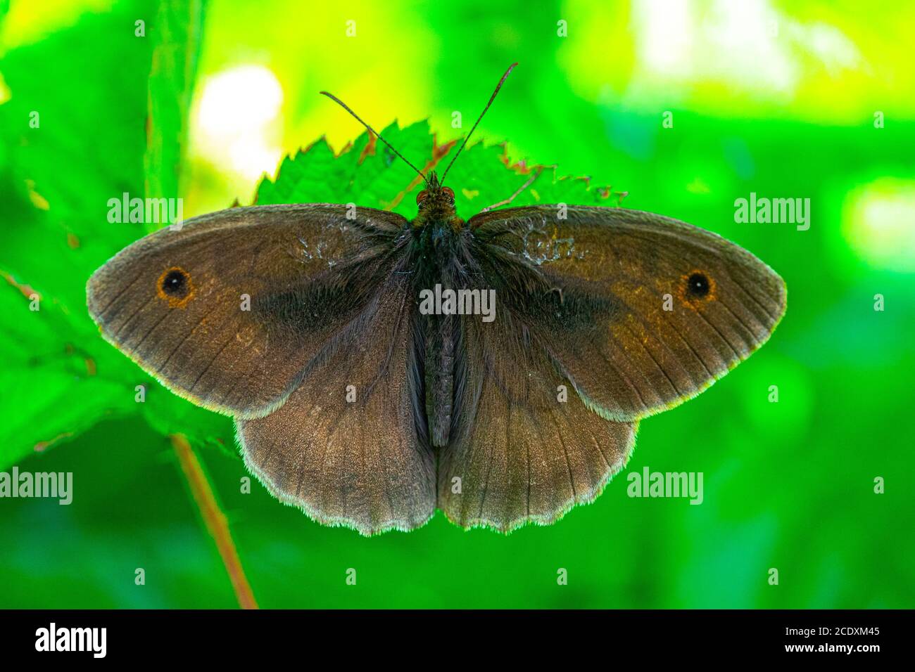 Meadow Brown - Maniola jurtina - close up Macro View Von braunen Schmetterling auf grünen Pflanzen niedrigen Ebene Textur Hintergrund Natur Stockfoto