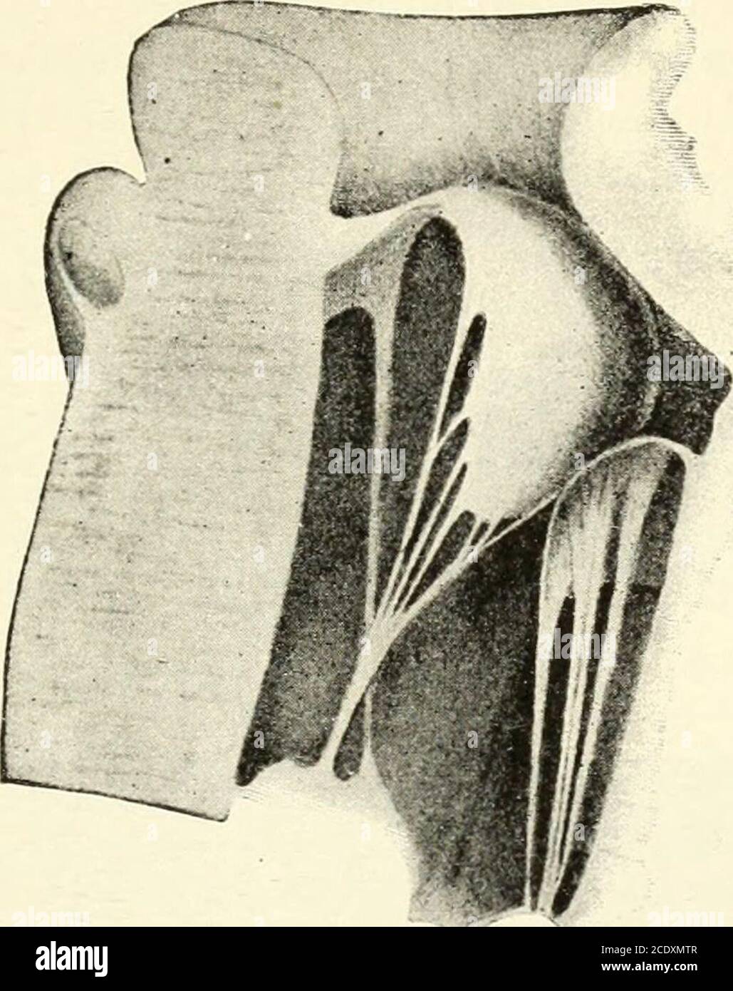 . Kirkes' Handbuch der Physiologie . Druck der aurikulären Systole. Diese Ströme helfen, die Ventilblätter in die Stellung zu bringen. So werden die aurikulo-ventrikulären Öffnungenam Ende der aurikulären Systole, d.h. am Ende der ventrikulardiastole, geschlossen. Die folgende ventrikuläre Systole dient lediglich dazu, die WIRKUNG DER VENTILE 157 Ventile unter größere Spannung zu stellen und somit noch fester zu schließen. Es sollte daran erinnert werden, dass die Verminderung der Breite der Basis des Herzens in seinen Querdurchmessern während der ventrikulären Systole besonders in der Nachbarschaft markiert ist Stockfoto