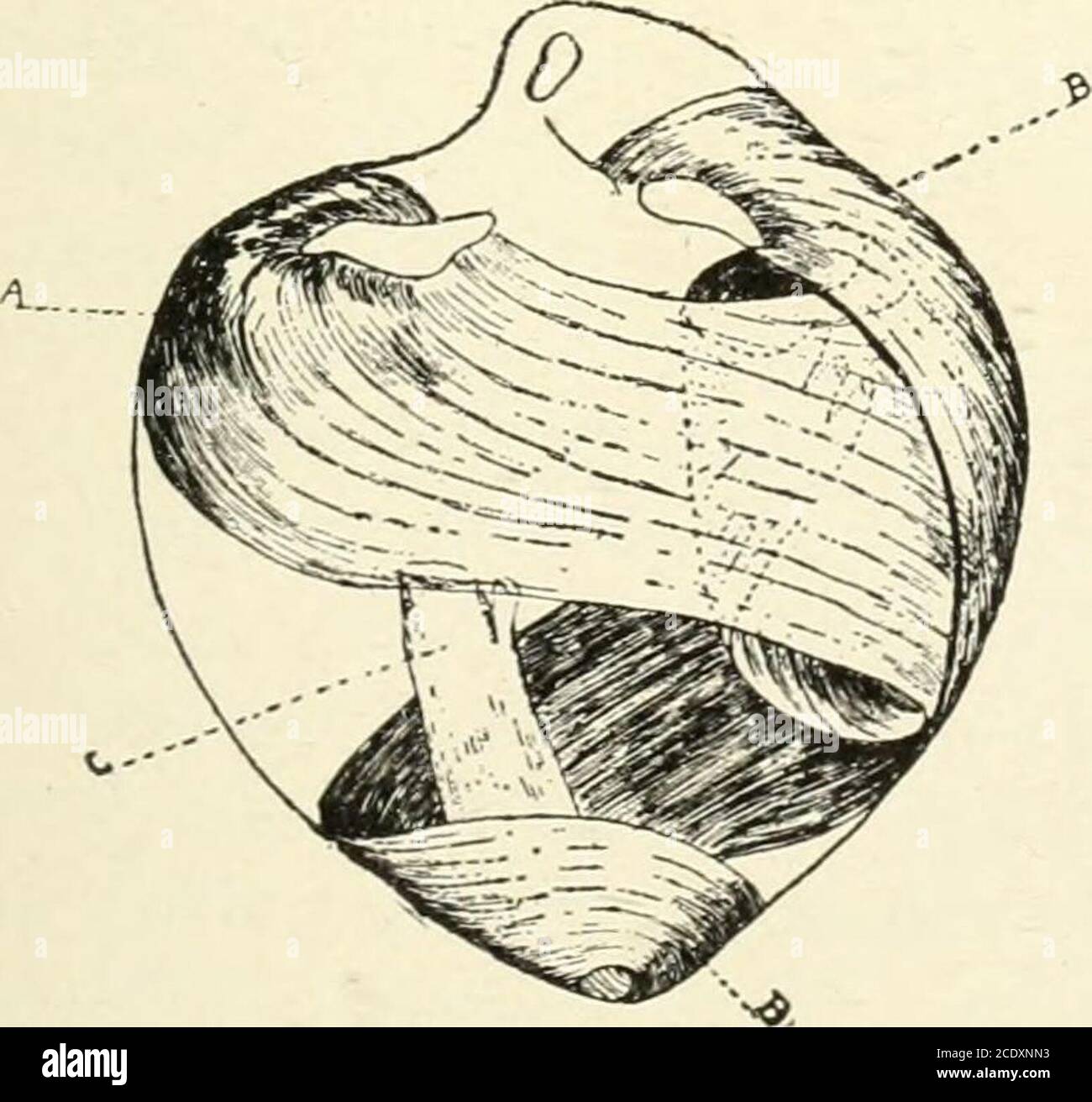 . Kirkes' Handbuch der Physiologie . Abb. 138. riu mm. Abb. Abb. 138. – Kelten Der Herzmuskulatur. Zeigt ihre Form, Zweige, Kerne und Stria?. Aus dem Herzen eines jungen Hasen. Vergrößert um 425 Durchmesser. (Schafer.) a. Verbindungslinie zwischen den Zellen (interzellulärer Zement); b, c, Zweige der Zellen. Abb. 139. – Herzmuskelzellen des linken Ventrikels eines Kindes bei der Geburt (Vollzeit), um die Form der Zellen, ihre strukturellen Details, ihre Beziehungen zueinander und ihre allgemeine Übereinstimmung mit denen kaltblütiger Wirbeltiere zu dokumentieren. .4, große Zelle mit zwei Kernen; diese Zelle hat nahe das Pr Stockfoto