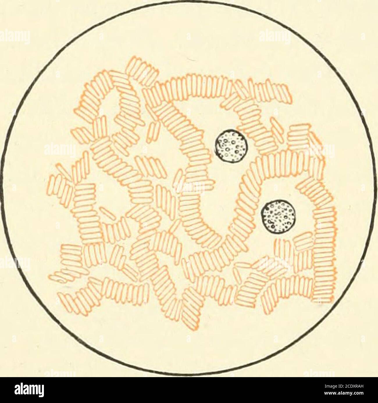 . Kirkes' Handbuch der Physiologie . ss, strukturlos und transparent filmy Rahmen oder Stroma, infiltriert in allen Teilen durch die rote Färbung Materie, das Hämoglobin. Das Thestroma ist zäh und elastisch, so dass die Teilchen, die zirkulieren, Dehnung und andere Formänderungen in der Anpassung an die Gefäße aufnehmen, ihre natürliche Form wiedererlangen, sobald sie der Kompression entfliehen. Zahl und Zeichen oj die roten Teilchen. Die normale Anzahl von Rotblutzellen in einem Kubikmillimeter menschlichen Blutes wurde von Welcker im Jahr 1854 auf 5,000,000 bei Männern und 4,500,000 bei Frauen geschätzt. Zahlreiche recentob Stockfoto