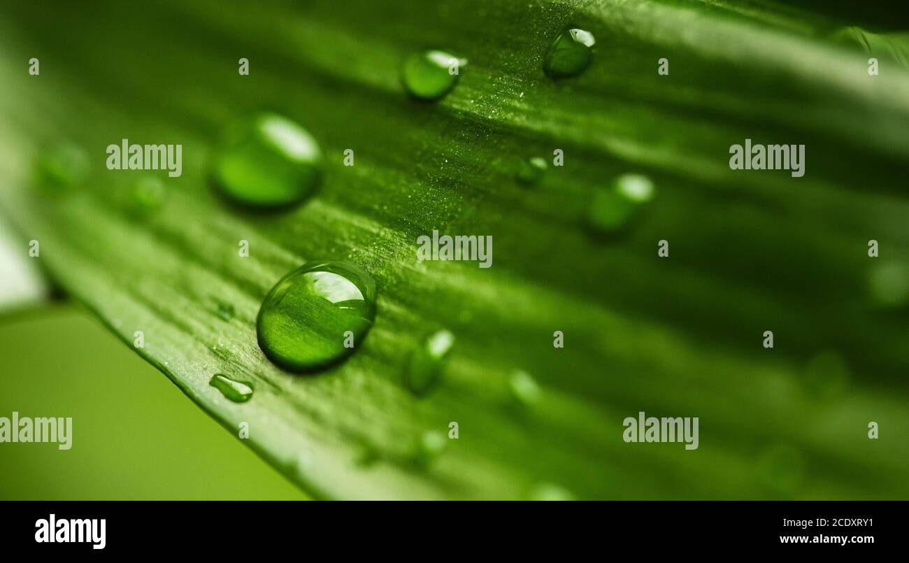 Makrotau Tropfen von transparentem Regenwasser auf grünem Blatt. Schöner natürlicher Hintergrund Stockfoto
