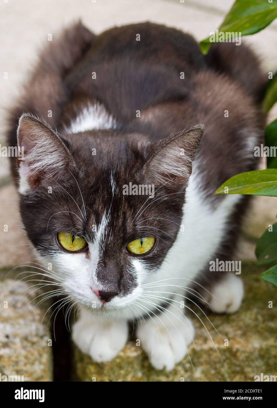 Katze sitzt angespannt auf der Suche nach Beute Stockfoto
