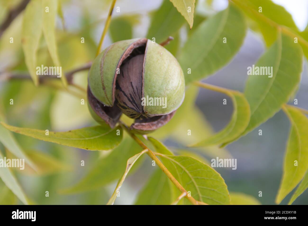 Pecan Nüsse, die in den organischen Garten Anlage Stockfoto
