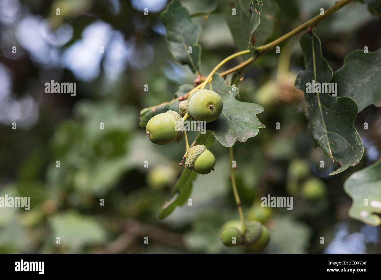 Eicheln auf einer Eiche (Quercus) Stockfoto