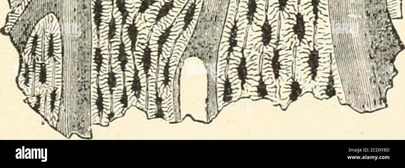 . Kirkes' Handbuch der Physiologie . s sind in dieser Membran verteilt, undminutenstarke Zweige dieser Periostalgefäße gelangen in die Haversian Kanäle MIKROSKOPISCHE VERENGUNG DES KNOCHENS 43, um Blut an den festen Teil des Knochens zu liefern. Die langen Knochen werden auch durch eine richtige Nährstoffarterie ergänzt, die, wenn sie an einem Teil des Schaftso eingeht, um den Medullarkanal zu erreichen, in Zweige für die Supplydes Marms aufbricht, von dem wiederum kleine Gefäße in das Innere des Knochens verteilt werden. Andere kleine Nährstoffgefäße durchbohren die Gelenkgliedungenfür die Zufuhr des Krebsgewebes. Mikros Stockfoto