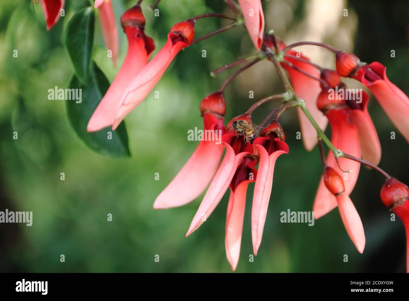 Erythrina crista galli stammt aus Südamerika Nationalblume von Argentinien Stockfoto