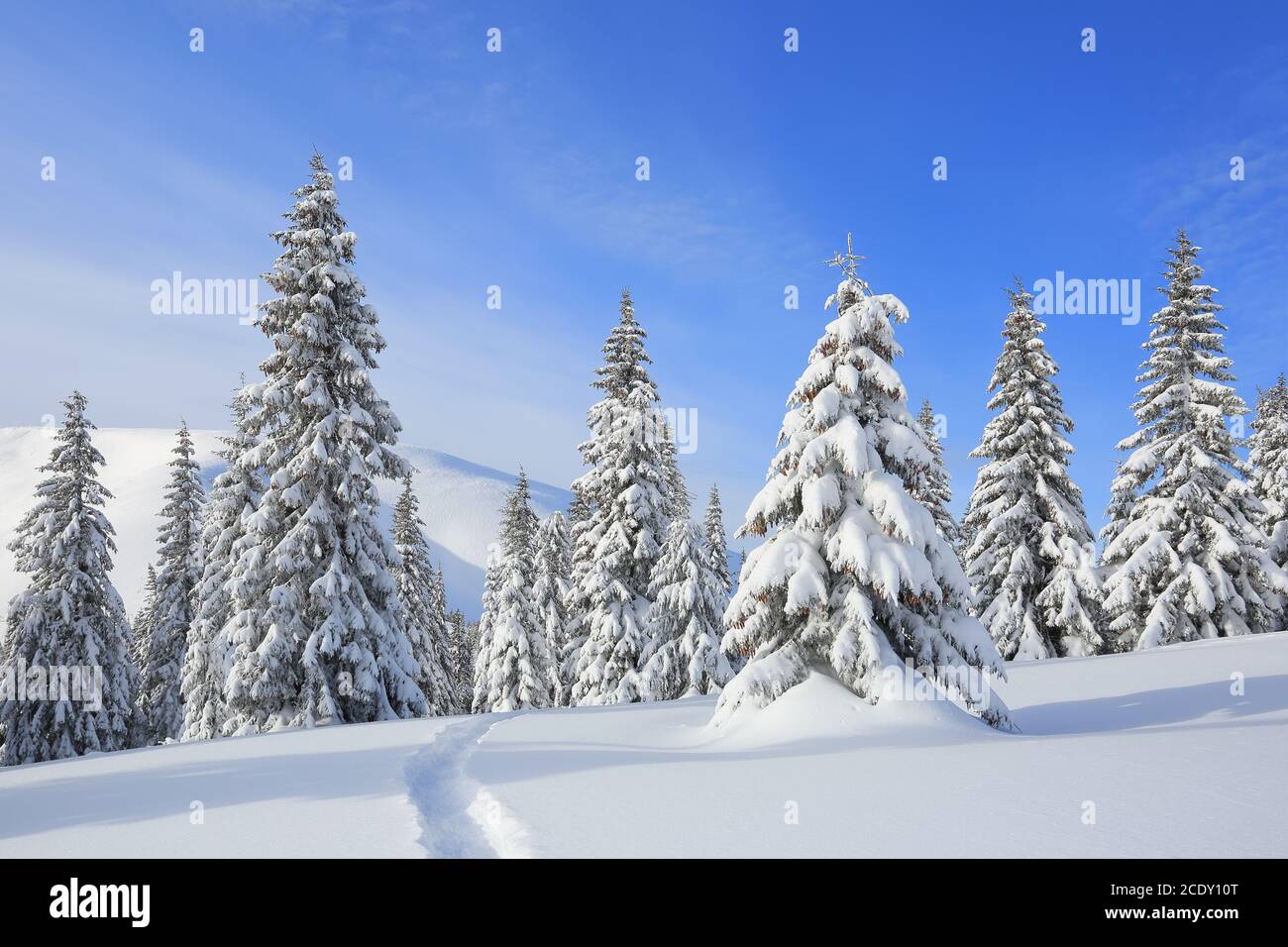 Majestätische Landschaft im kalten Wintermorgen. Der breite Weg. Weihnachtswald. Hintergrund des Hintergrundbilds. Lage Ort der Karpaten, Ukrain Stockfoto