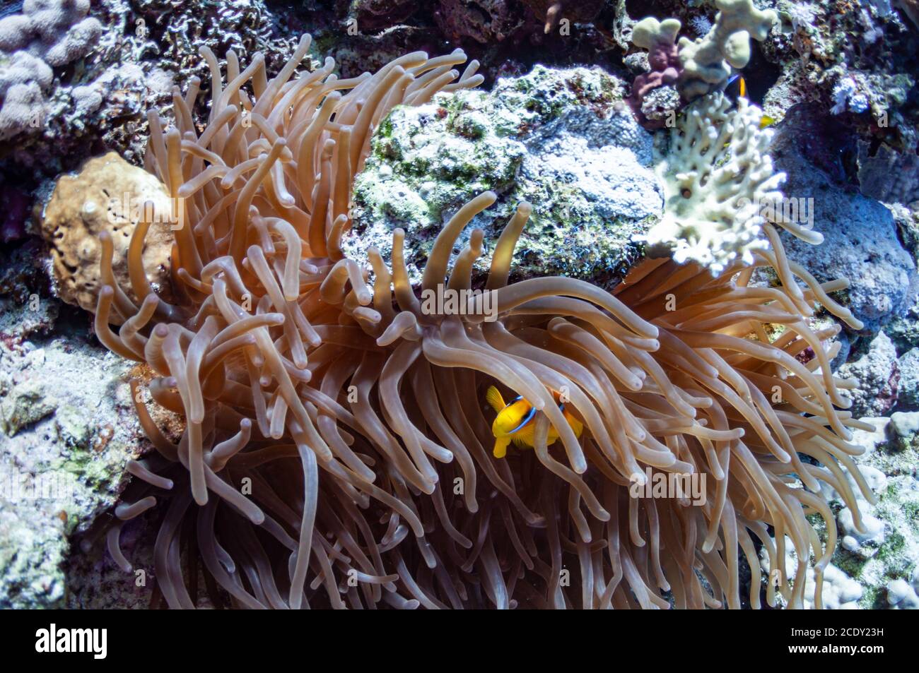 Schöne Nahaufnahme der Meeresbewohner ist eine dunkle Seeanemone, Seepflanze, die entlang des Korallenriffs wächst. Ein Clown Anemone Fisch Schelterin Stockfoto