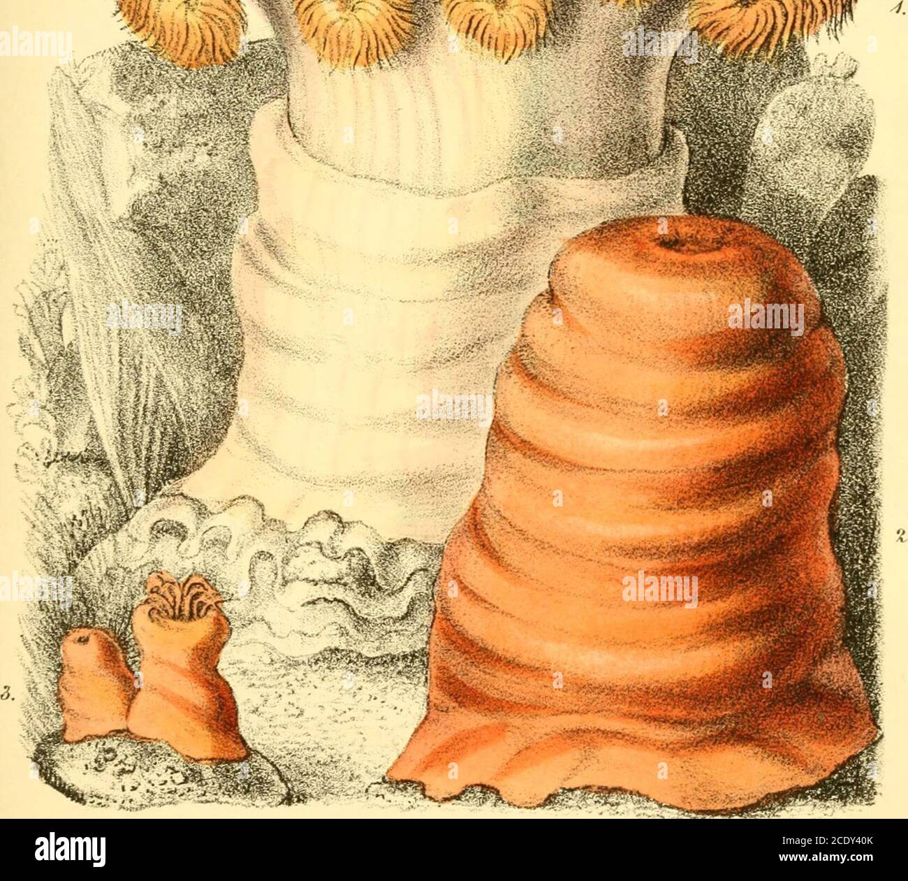 . Populärgeschichte des Aquariums von Meeres-und Süßwasser-Tiere und Pflanzen . m i^Mi. Sowia-loy del.oililh. l.l^-uxnose Aneman.6 SagajrlicL itanllTus e^ajided.2./VaiidDf der SaxofonieL. -j-Youai des Saxophonisten Jjooks imp. SEEANEMONEN. 93 Proben. Bei den Neugeborenen EINER Gemmacea sind die schönen Markierungen der Tentakula deutlich conspi-cuous. Junge Meeresblumen, vom Mund der Eltern gerissen und in der Nähe besiedelt, gehören zu den erlesensten Objekten eines Aquariums. Actiniadce, als Familie, sind jedoch nicht ausschließlich gegen Kreaturen der Form, die ich in Th beschrieben habe, bestraft Stockfoto