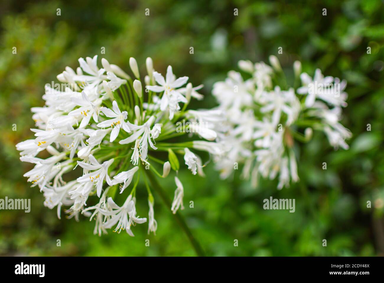 Fokus auf der Blume auf der linken Seite. Weißer Kugellauch (Allium hybride carataviense) vor grünem Hintergrund. Fotografiert mit einer kleinen Blende Stockfoto