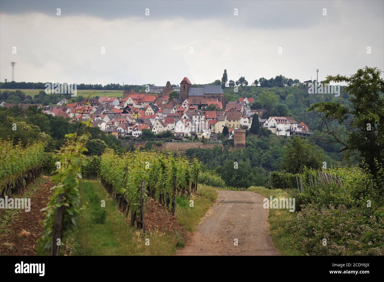 Weg durch den Weinberg in der Deutschen Weinregion, Neuleiningen, Deutschland Stockfoto