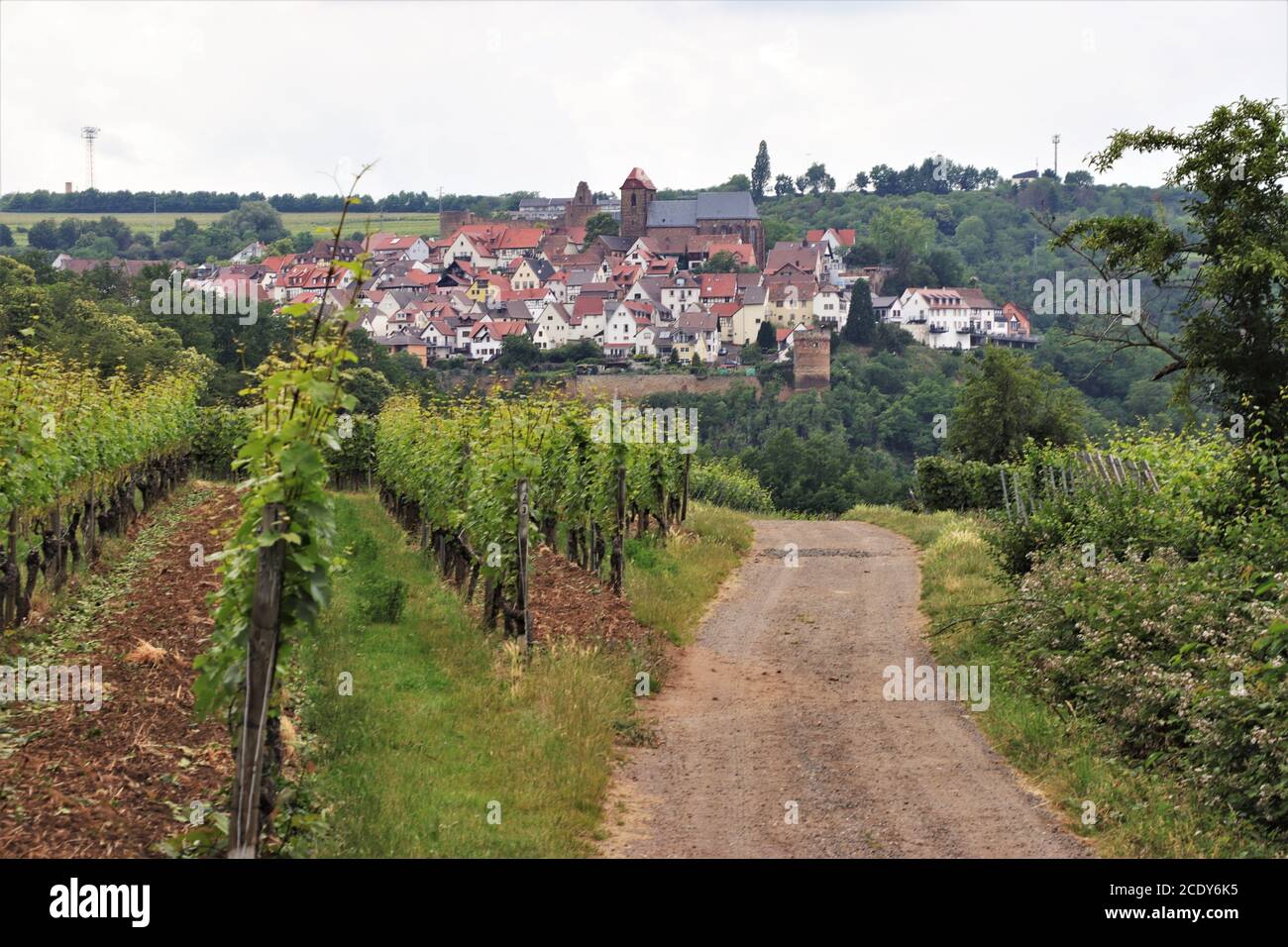 Weg durch den Weinberg in der Deutschen Weinregion, Neuleiningen, Deutschland Stockfoto