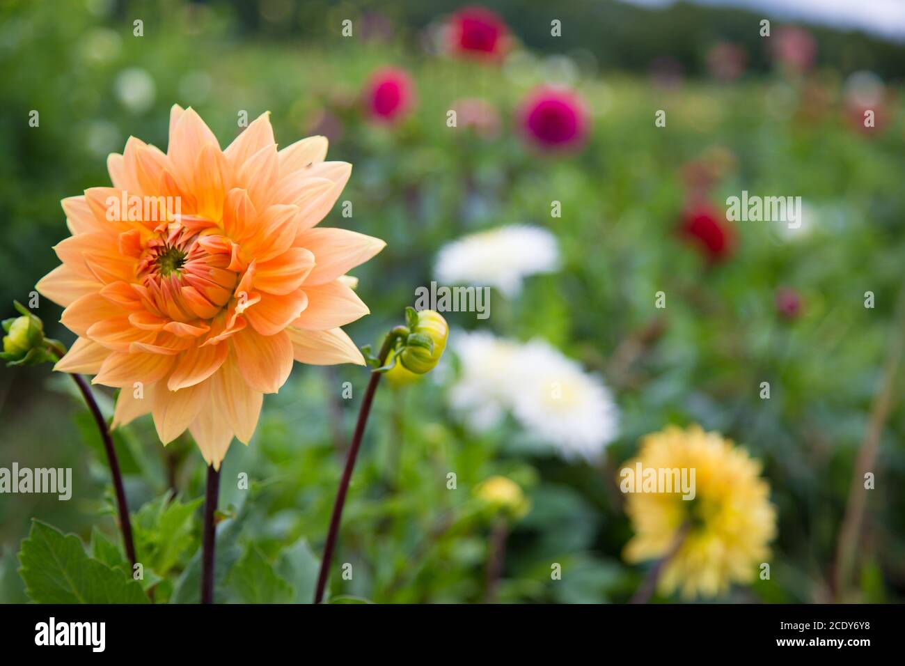 Schöne Blume, Dahlia Stockfoto