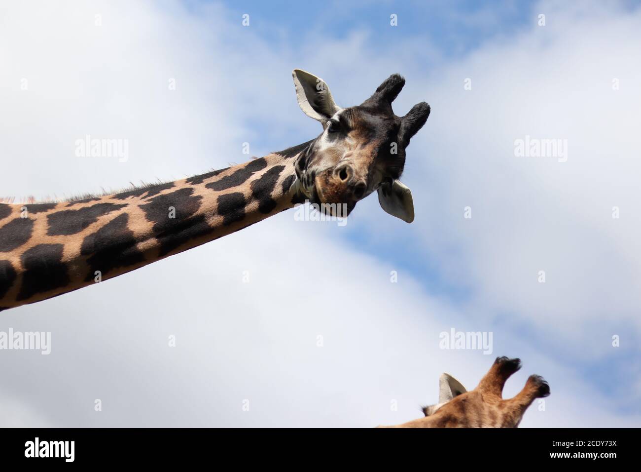 Neugierig lustige Giraffe Blick vom Himmel - ungewöhnlich Humorvolles Naturtier Stockfoto