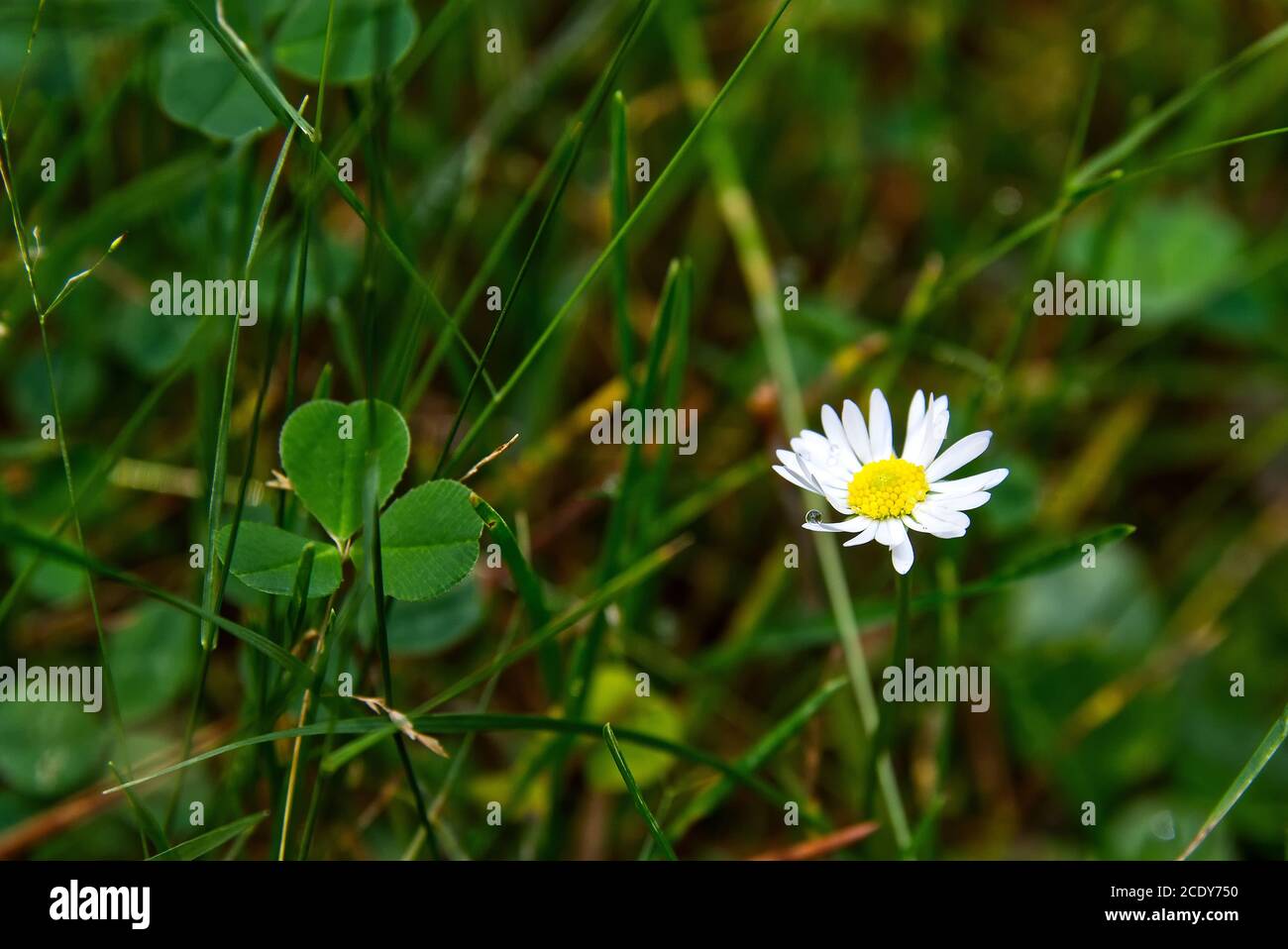 Ochsenauge Gänseblümchen Blume mit einem regen Tropfen umgeben von Kleeblätter Und Gras Stockfoto