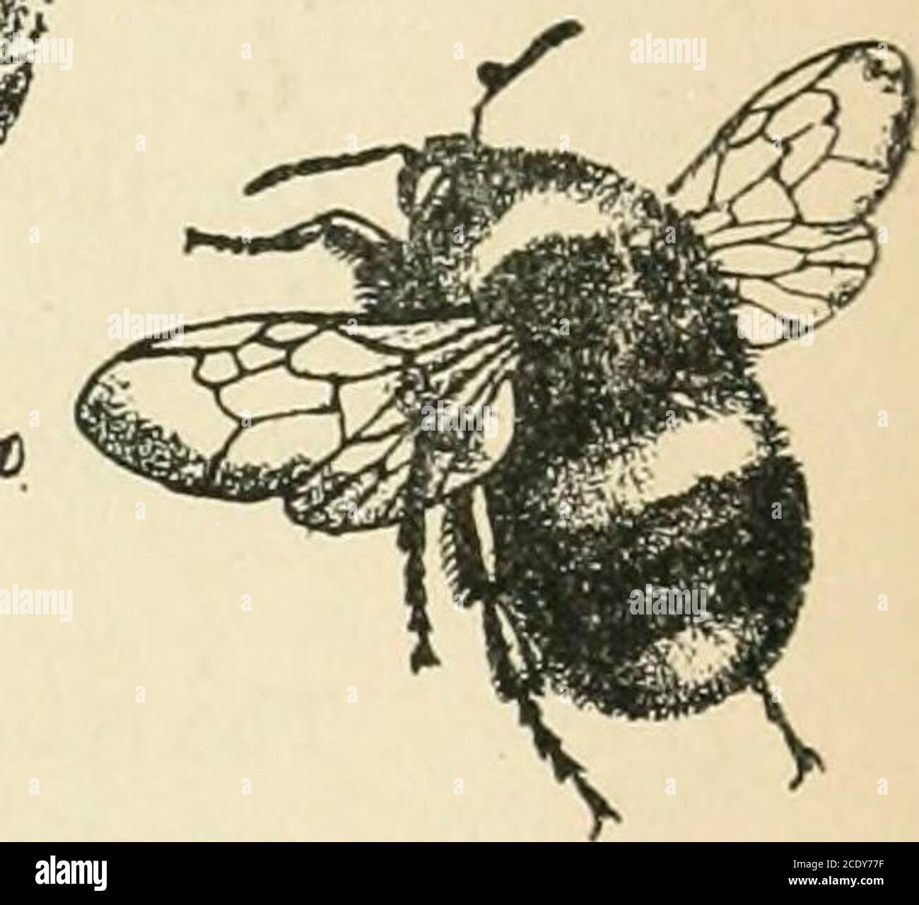 . Der Entomologe Aufzeichnung und Journal der Variation . ). Preis 2/6.EINE Reihe von Naturstudien (weitgehend entomologisch), basierend auf dem Faunaof Kent und den Western Highlands. Zufällige Erinnerungen von Woodland, Fen & Hill (reichlich illustriert). Preis 2/6. 2. Auflage.wahrscheinlich das erfolgreichste Buch seiner Klasse, das jemals veröffentlicht wurde. Die mainPhilosophische Aspekte der Entomologie diskutiert in einem einfachen und concisemanner. INSEKTEN UND SPINNEN (ABGEBILDET). Preis 1/-.die verschiedenen Insektenordnungen werden ausführlich behandelt. Das Buch wurde speziell für die Verwendung von Lehrern der Naturgeschichte Subjectsa geschrieben Stockfoto