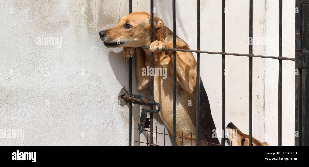 Hunde eingesperrt Opfer von Missbrauch und Misshandlung von Tieren Stockfoto