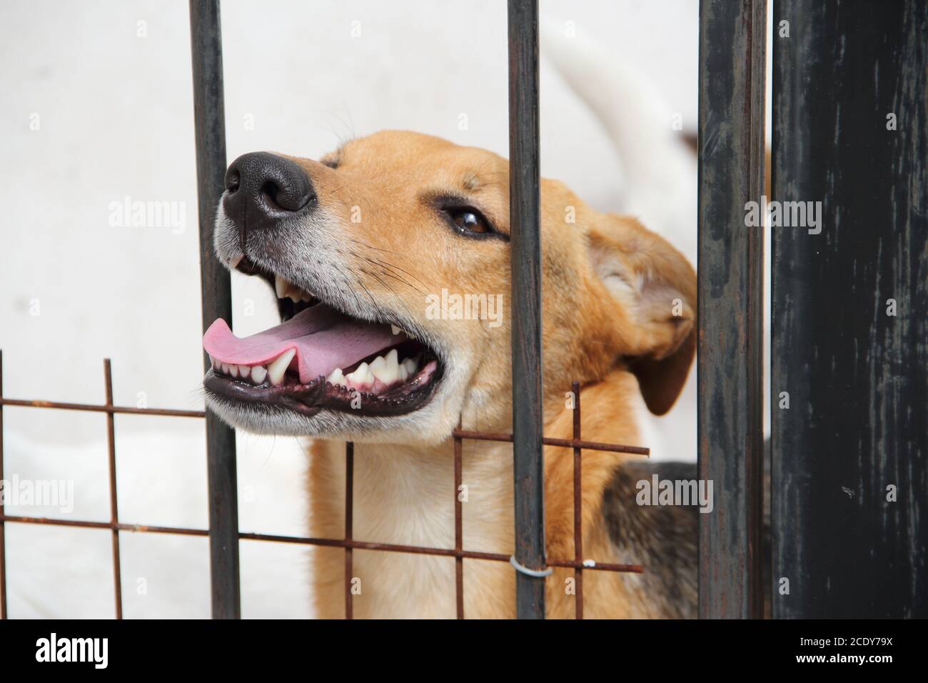 Hunde eingesperrt Opfer von Missbrauch und Misshandlung von Tieren Stockfoto