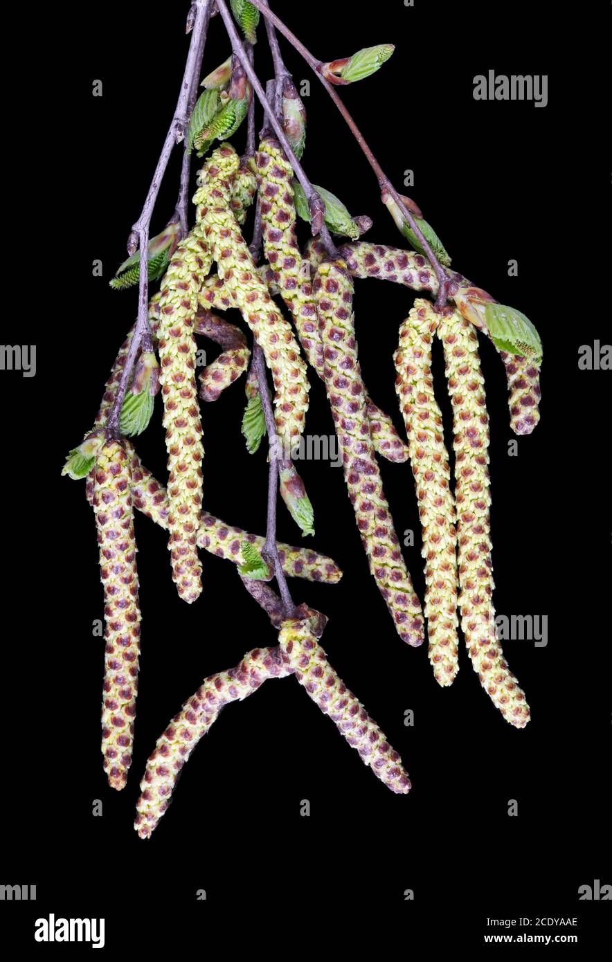 April Frühling Ohrringe mit Pollen von Birke isoliert schwarz Stockfoto