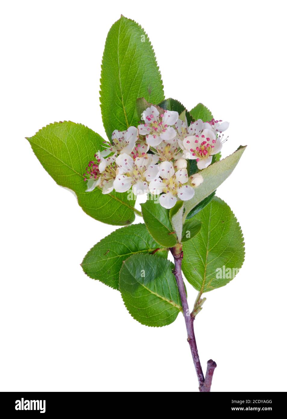 Frühling Mai Zweig der blühenden wilden Vogel Kirsche mit Weiße kleine Blüten vertikal isoliert Stockfoto