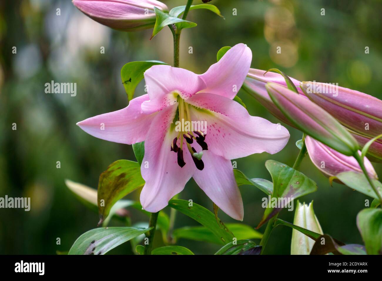 Schöne rosa große Blüten von Lilien Nahaufnahme. Stockfoto
