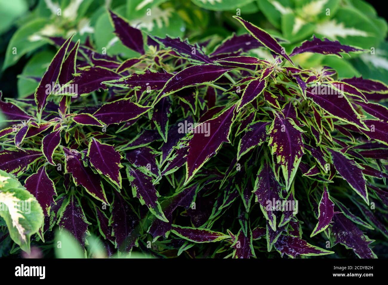 Leuchtend violett grüne Blätter von dekorativen Brennnessel im Garten. Stockfoto