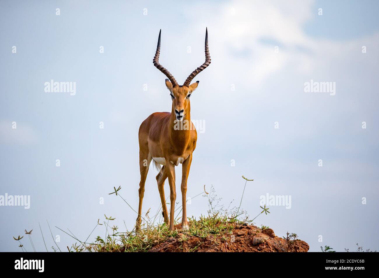 Eine schöne Antilope steht auf einem Hügel Stockfoto