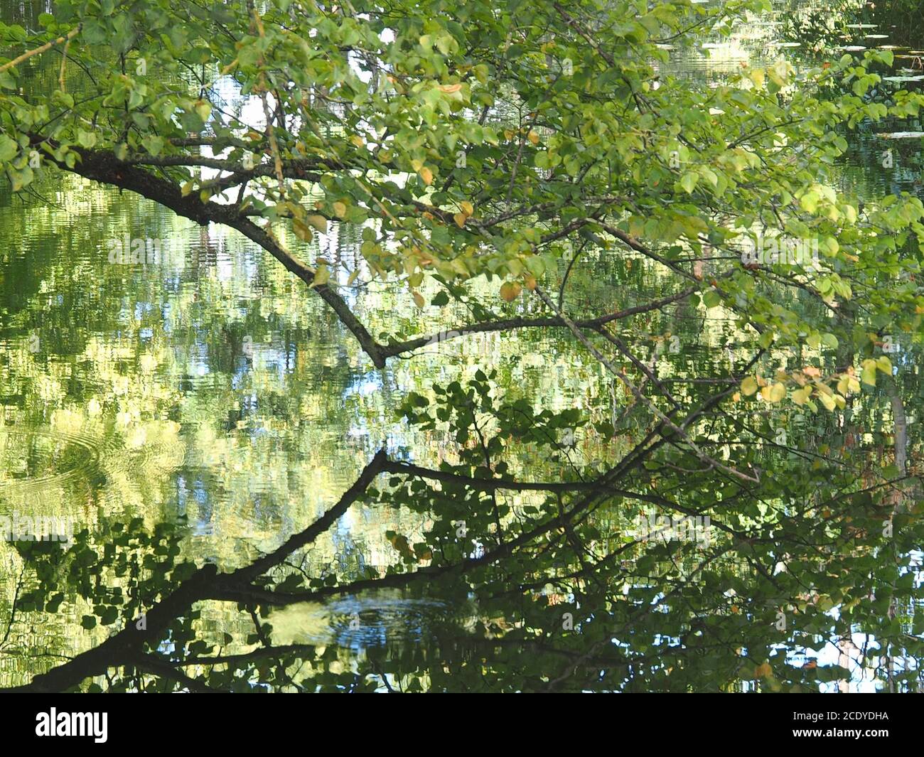 Ein Baum spiegelt sich in einem Fluss Stockfoto