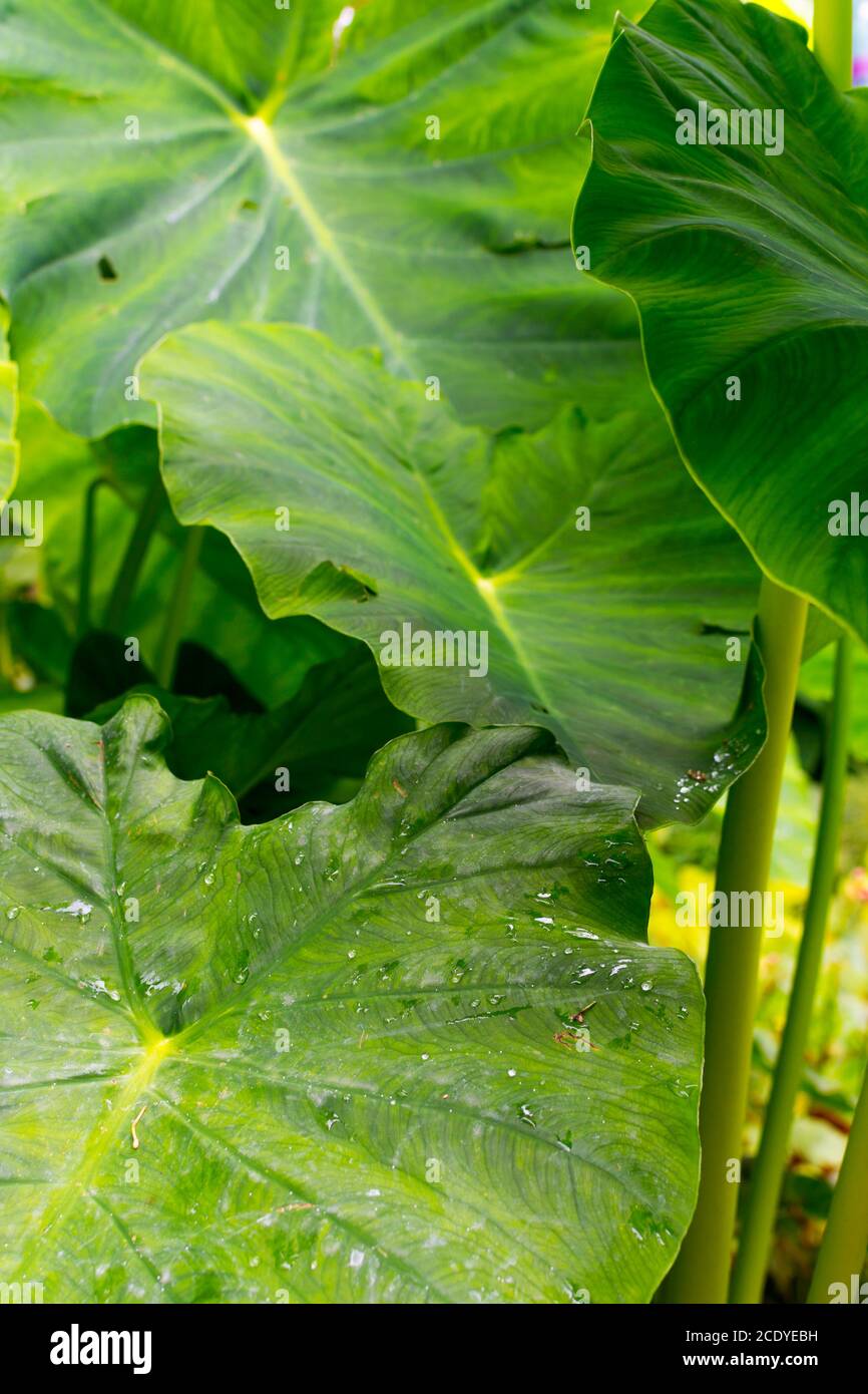 Pflanze mit riesigen Blttern, sehr groe Bltter, genannt das  Riesenelefantenohr (Alocasia macrorrhiza). Die Bltter sind  wasserabweisend, aquaphobisch Stockfotografie - Alamy
