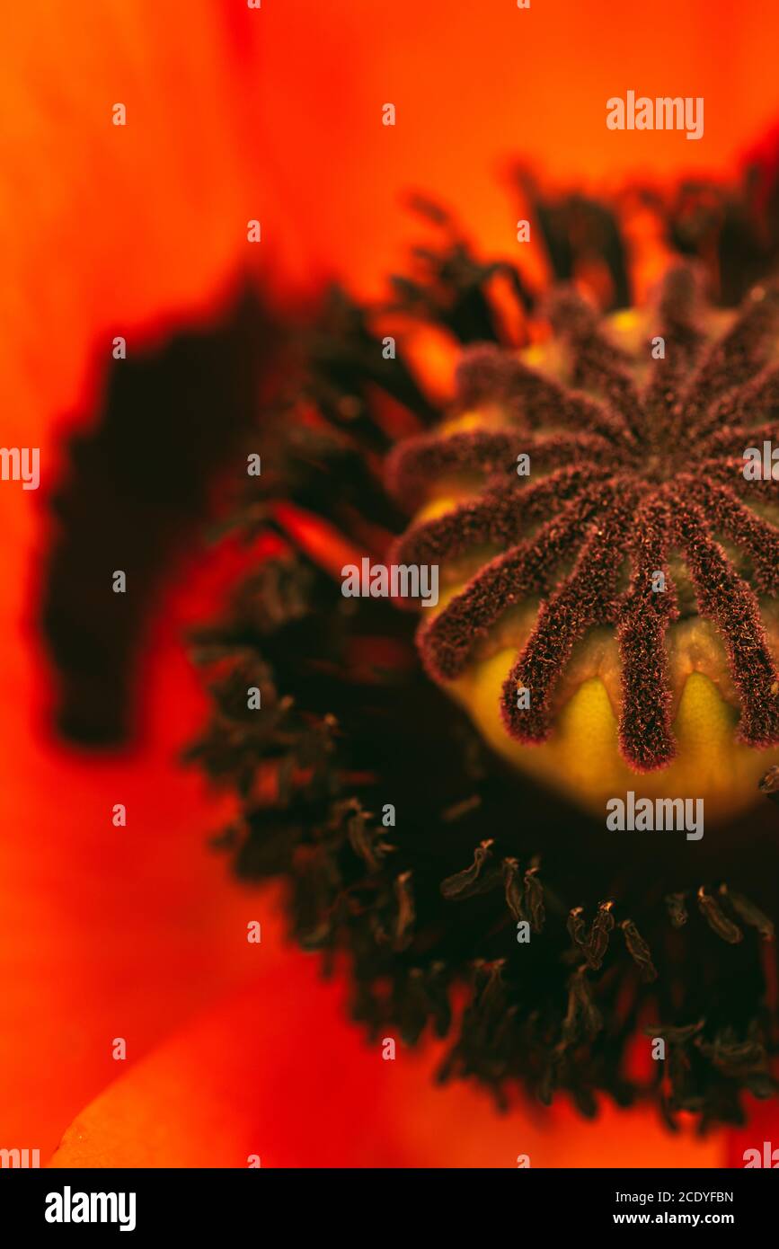 Wunderschöne lebendige riesige Mohnblume. Nahaufnahme von Details. Stockfoto