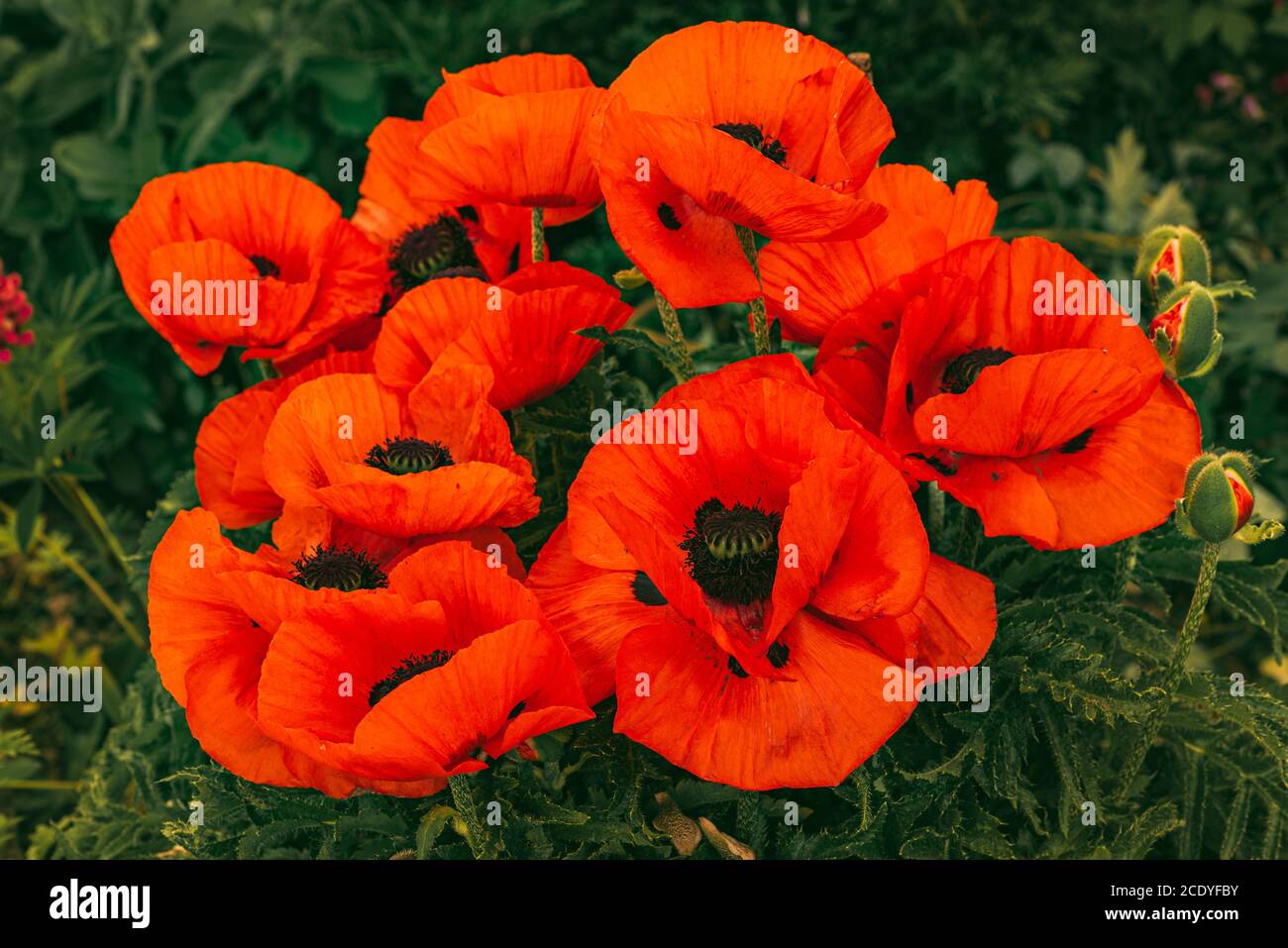 Wunderschön lebendige riesige Mohn Blumen wachsen zusammen. Stockfoto