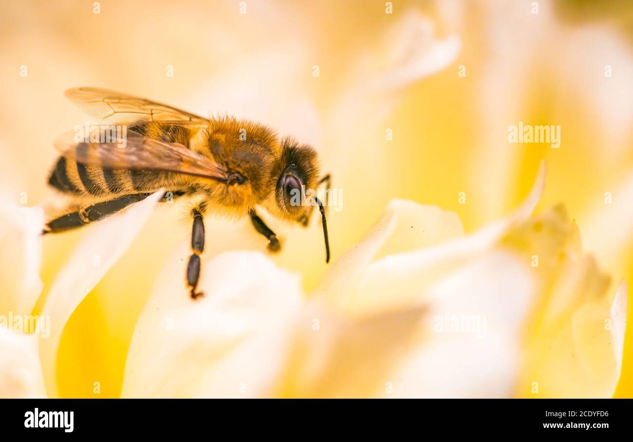 Honigbiene auf leuchtend weißer gelber Pfingstrose Blume, Nahaufnahme der Biene bei der Arbeit, die die Blume poliert Stockfoto