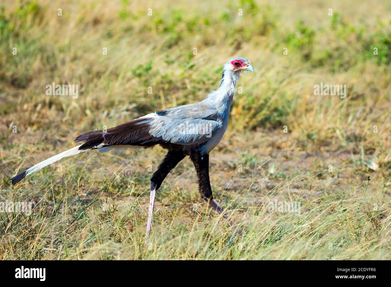 Bird - Secretary - Predator Stockfoto