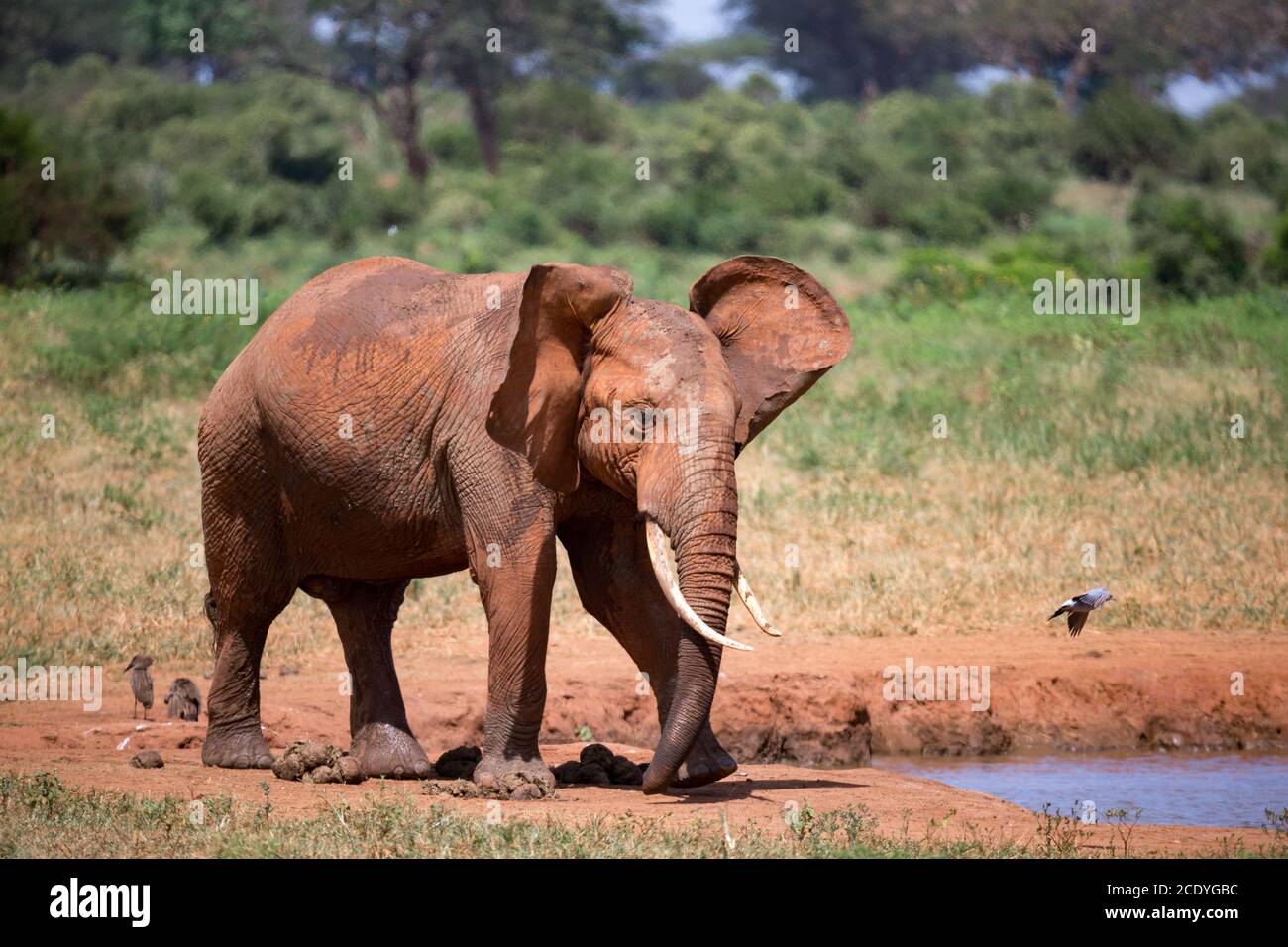 Elefanten in der Savanne in der Nähe eines Wasserlochs Stockfoto