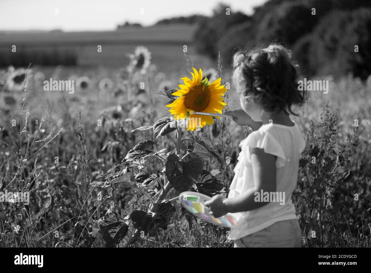 Ein kleines Mädchen in einem Feld von Sonnenblumen Stockfoto